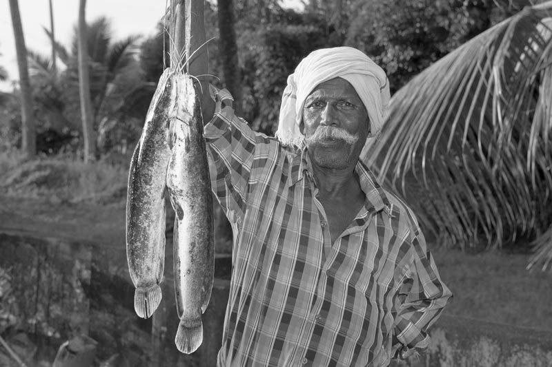 Livelihoods below the Sea Level in Kuttanad, Alappuzha district, Kerala - Walking Catfish (Clarias batrachus), commonly farmed in paddy fields and harvested from shallow channels, rivers and large ponds